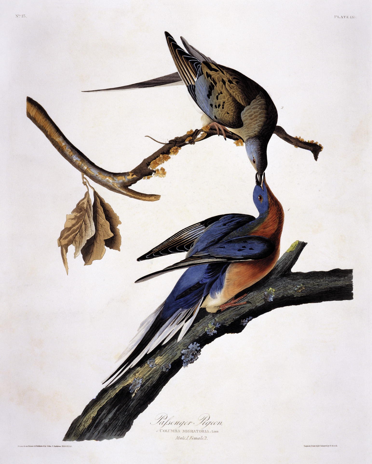 Passenger Pigeon, plate from Audubon's Birds of America